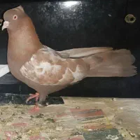 کفتر سینه سرخ نر مست