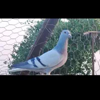 کبوتر