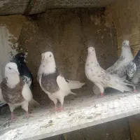 کفترفروشی