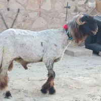 شیشک کله زنگ اصلی