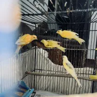 قناری نر و ماده