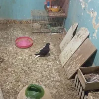 ماده دمسفید معاوضه با قهوه ای یا جوجه کرم
