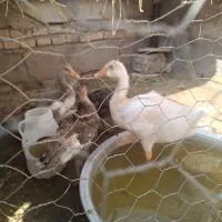 4عدد جوجه غاز