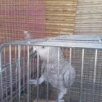 کاسکو سخنگو