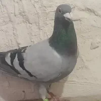 دوبر نر
