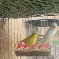 قناری نر و ماده