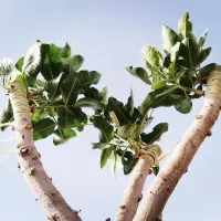 پیوند|خدمات باغبانی و درختکاری|سمنان, |دیوار
