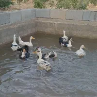 تعدادی اردک نرو ماده
