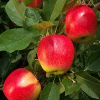 این آگهی برای نهال عمده فروشان ایران