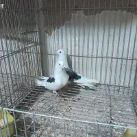 باسلام فروش کفتر پشتی