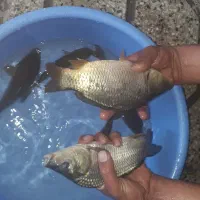 بچّه ماهی کپور و آمور و غیره..