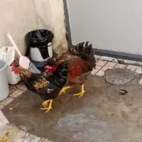 خروس