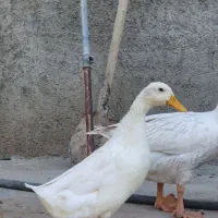 اردک نر ۶ ماهه