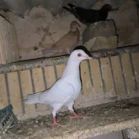 کفتر
