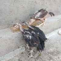 جوجه لاری