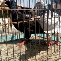 چند جفت کفتر سار سرونج