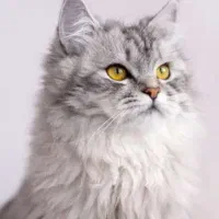 واگذاری گربه پرشین
