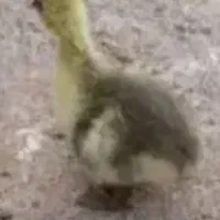 یک دونه جوجه قوغاز دو روزه