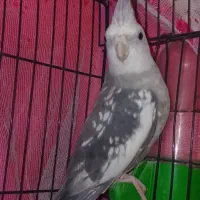 وایت فیس نر