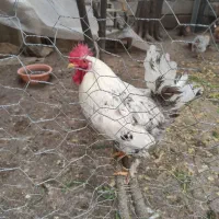 مرغ و خروس دیلگونی اصل
