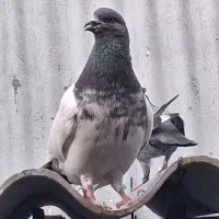 کبوتر پرشی ساعت بالا