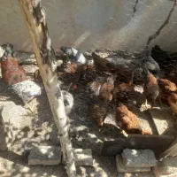 نیمچه مرغ محلی