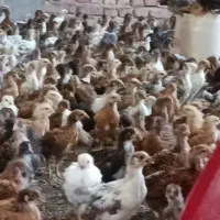 جوجه گلپایگانی 33روزه