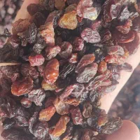 کشمش ازبک کارتنی