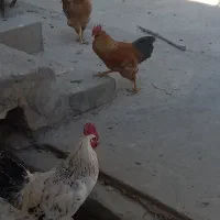 ۳ عدد خروس