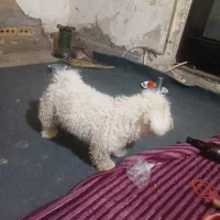 جفت گیری سگ پاکوتا شیطزوا   ماده  هست