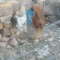 جوجه خروس
