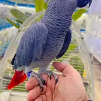 طوطی کاسکو کاکادو از تخم تا مولد