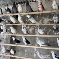 کفتر پرشی کبوتر شازده نر و ماده