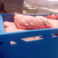 کاه گندم دیم درجه ۱تحویل درب محل