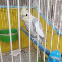 عروس پاریس