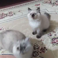 بچه گربه پرشین