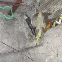 عروس هلندی