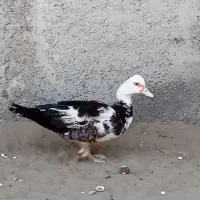 یک جفت اردک اسراعیلی نرو ماده بالغ تخم گذار