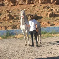 اسب نریون هولشتاین