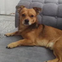 حیوان خانگی