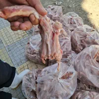 دو نفر نیروی خانم جهت پاک کردن و قطعه بندی مرغ