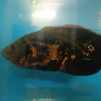 اسکار