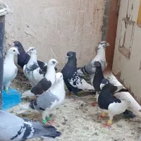 نر یهودی سیاه