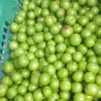 آلوچه ترش و ملس همدان
