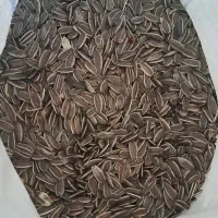 تخمه آفتابگردان تازه کیلویی فقط ۴۰۰ هزار تومان