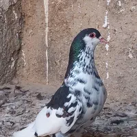 کبوتر خوش رنگ