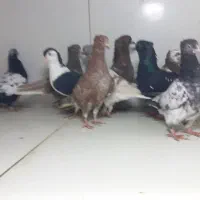 دسته ۱۶تایی جوجه رنگی