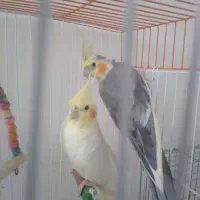 عروس هلندی