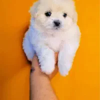 شیتزو عروسکی