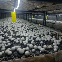 کمپوست قارچ برای باغ